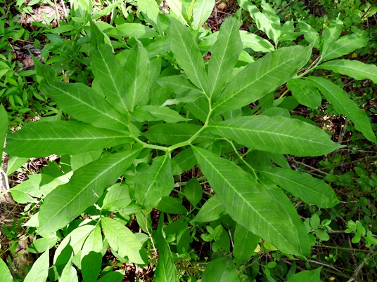 {Arisaema dracontium}